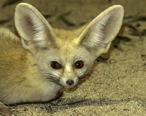 Tiny Fennec Fox Stock Photo Image Of Algeria Large 126030668