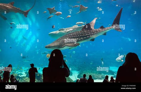 Tiburones ballena acuario atlanta fotografías e imágenes de alta ...