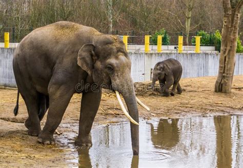 Éléphant Masculin Asiatique Mettant Son Tronc Dans L eau Eau Potable D