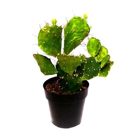 Buy Opuntia Tuna Plant Bunny Ear Cactus Online At Best Price