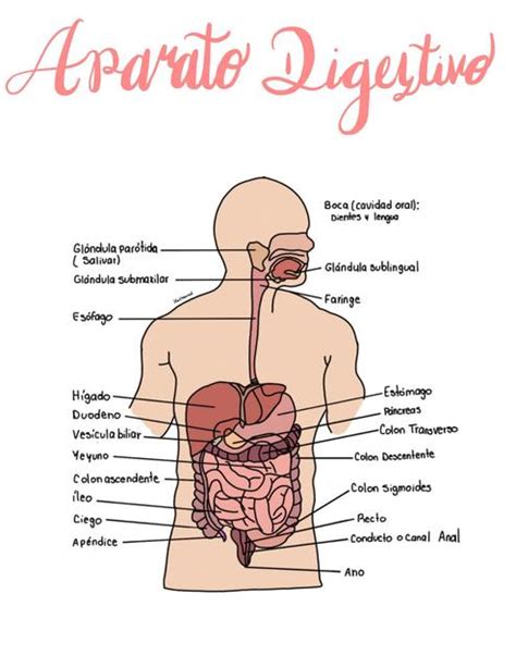 Pptx Fisiopatologia Del Sistema Digestivo Dokumen Tips Hot Sex Picture