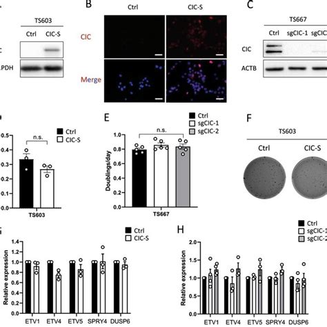 SLC7A11 XCT Expression And Its Protein Levels Are Significantly Reduced