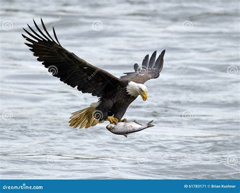 American Bald Eagle With Fish Stock Image Image Of Inflight Refuge