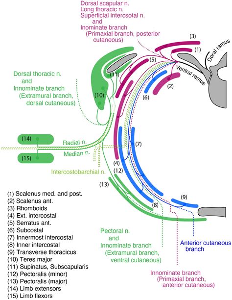 A Three Component Model Of The Spinal Nerve Ramification Bringing