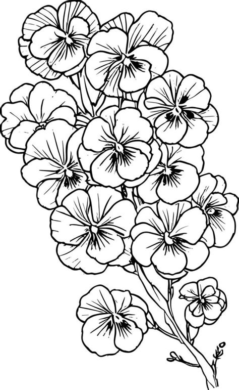 Sketch Bouquet Of Pansy Flowers Sketch Violet Flower Drawing Flower