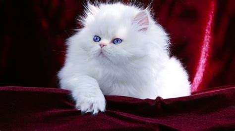 Blue Eyes White Persian Cat Kitten Is Sitting On Maroon Velvet Cloth HD ...