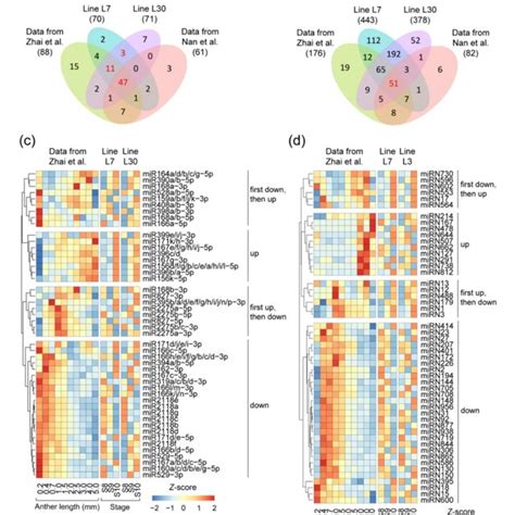 Identification Of Transcribed Micrornas Mirnas In The Developing