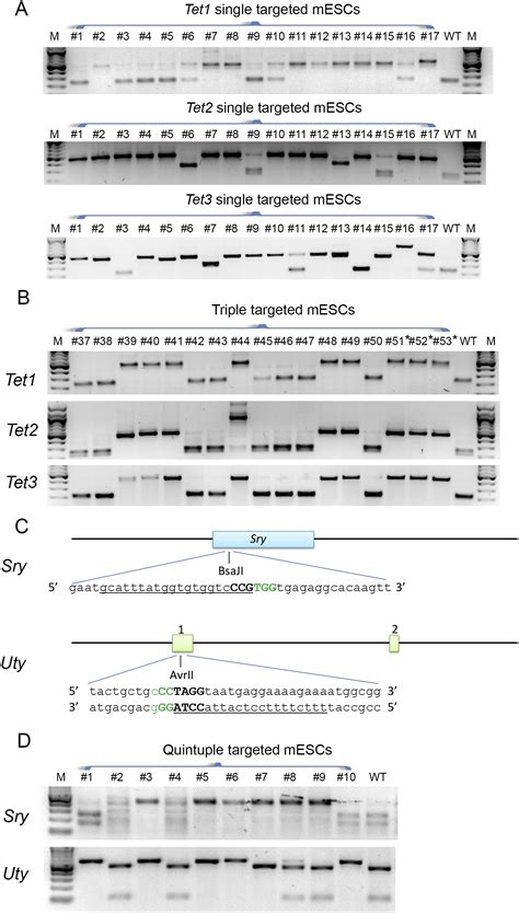 One Step Generation Of Mice Carrying Mutations In Multiple Genes By Crisprcas Mediated Genome