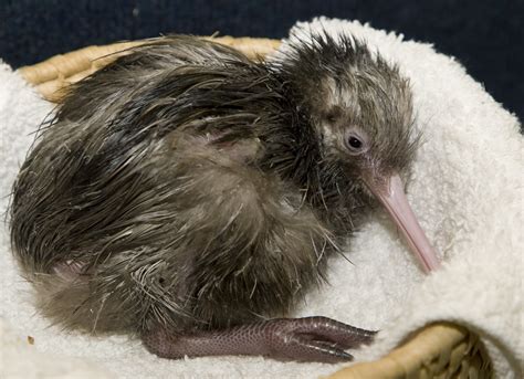 Rare Brown Kiwi Hatches at the National Zoo | Smithsonian Institution