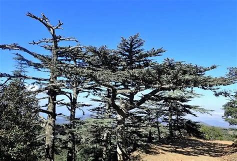 17 Different Types of Cedar Trees & Their Identifying Features