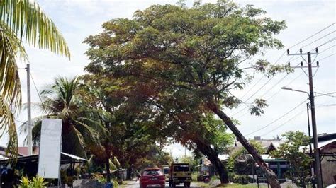 Pohon Besar Ancam Keselamatan Pengguna Jalan Serambinews