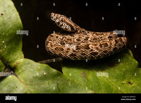 La Serpiente M S Peligrosa De La Selva Amaz Nica La Fer De Lance