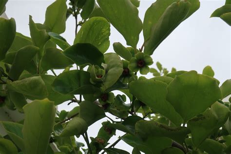 Free Images Flowers Spring Nature Tree Pink Green Flower