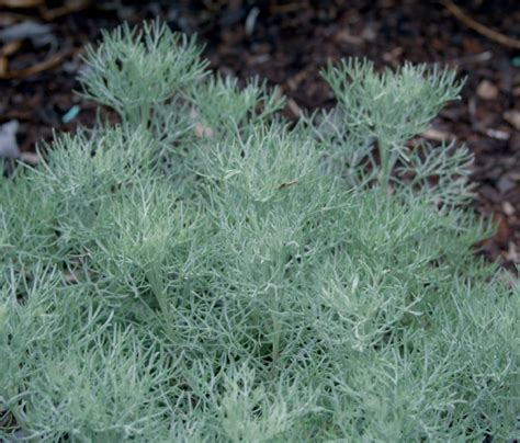 Artemisia Canescens Lambley Nursery