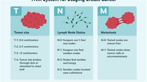 Brain Tumor Size Chart Cm - Best Picture Of Chart Anyimage.Org