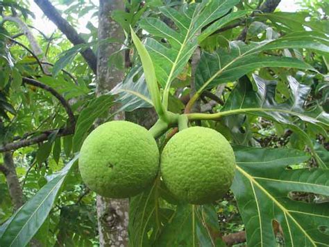 Plantwerkz Breadfruit Artocarpus Altilis