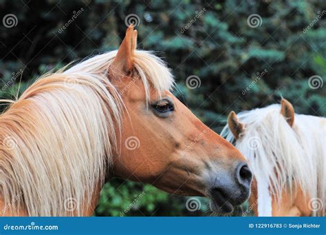 Two Brown Horses In The Mountains Stock Image Image Of Mountains