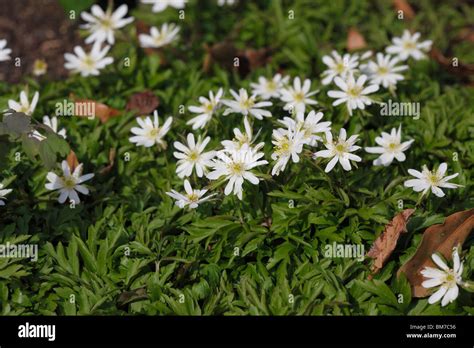 Anemone Nemorosa Viridiflora Plants In Flower Stock Photo Alamy