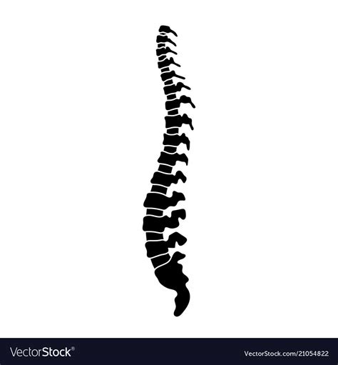 Human Spine Royalty Free Vector Image Vectorstock