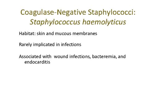 Staphylococcus Morphology Grampositive Cocci In Clusters Staphylococcus