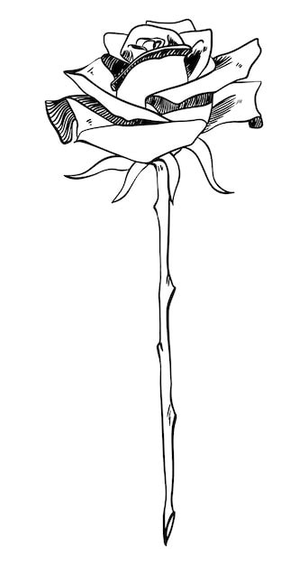 Einzelne Rose Am Stiel Mit Dornen Im Skizzenstil Doodle Schwarz Lineart