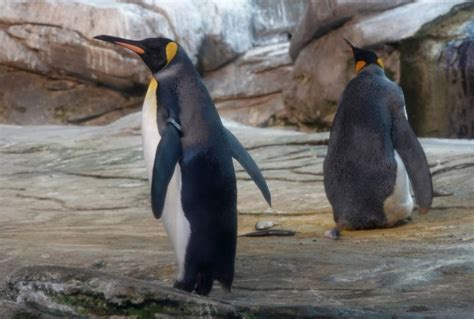 Gay Penguins Adopt Abandoned Egg In Berlin Zoo