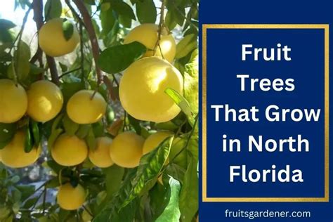 9 Perfect Fruit Trees That Grow In North Florida Fruits Gardener