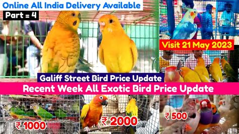 Recent Week Exotic Bird Price Update Galiff Street Pet Market