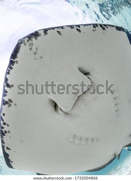 Stingray Mouth Close Ventral Side Bahamas Stock Photo 1732004806 ...