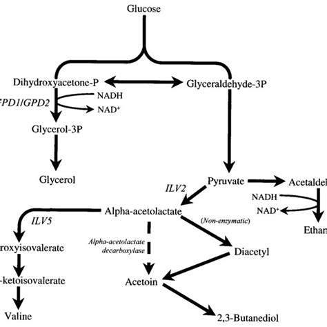 Sucrose metabolism and maltose metabolism in addition to the respective ...