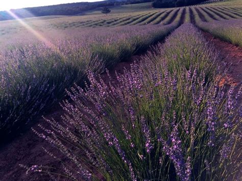 Campos De Lavanda De Brihuega Gu A Para Visitarlos