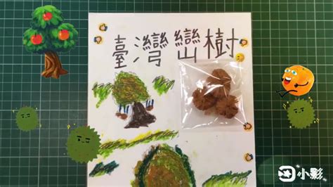 種子大不同 Seeds travel種子的旅行 種子標本製作與圖畫介紹 南瓜柑橘芭樂百香果鳳梨橘子西瓜蘋果台灣欒樹鬼針草葡萄琵琶硃砂根