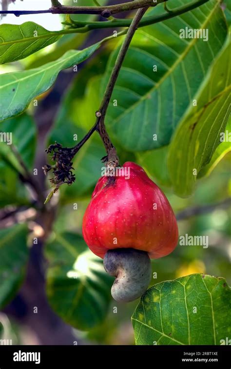 Cashew Anacardium Occidentale Nut Fruit Tamil Nadu South India