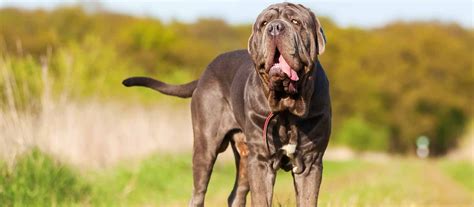 Neapolitan Mastiff Puppies for Sale | Greenfield Puppies