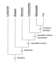 L Arbre Phylog N Tique De Quelques Vert Br S Travailler Sur Des