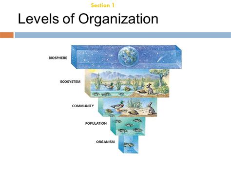 Hierarchy In Ecology