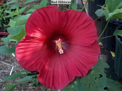 Use Coupon Code 10jul Perennial Hibiscus Seeds Deep Redburgundy 500