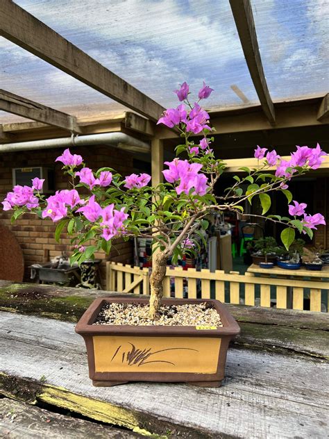 Bougainvillea Bonsai Tree Care Guide – Bonsai Gifts Nursery