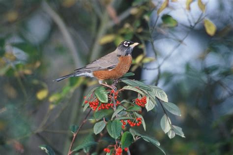 American Robin Fact Sheet Signs Of The Seasons A New England