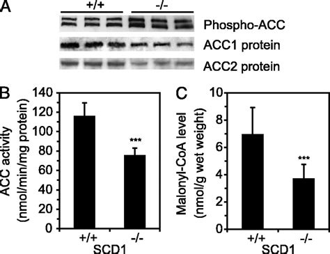 Stearoyl CoA Desaturase 1 Deficiency Increases Fatty Acid Oxidation By