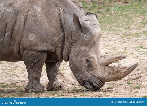 Southern White Rhinoceros Ceratotherium Simum Simum Critically