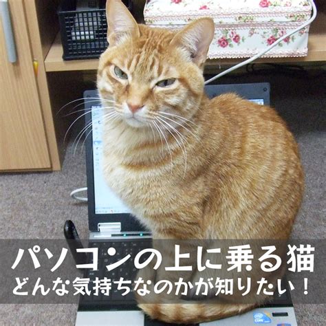 邪魔だけど怒れない！パソコンの上に乗るときの猫の気持ちとは！？