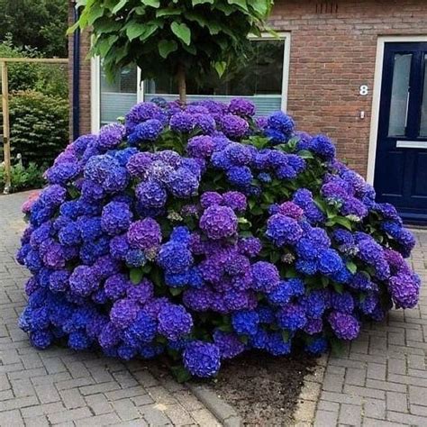 Гортензия forever ever blue , гортензии , гортензия - Экзотик Флора