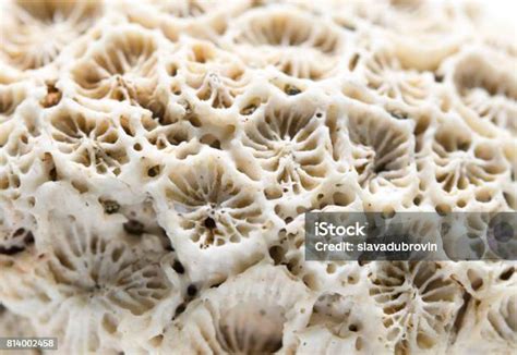 Tekstur Karang Closeup Foto Makro Terumbu Karang Mati Filter Karang