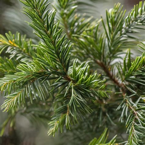 Japanese Plum Yew ‘prostrata Live Plant Ty The Garden Guy