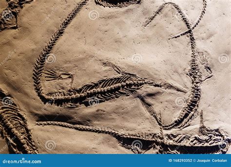 Mesosaurus Fossil Stock Photography | CartoonDealer.com #159880952