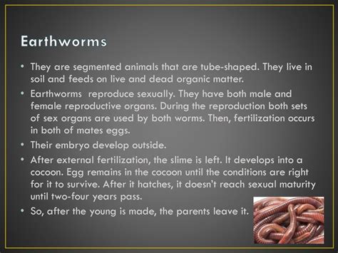 Jellyfishes Vs Earthworms Ppt Download