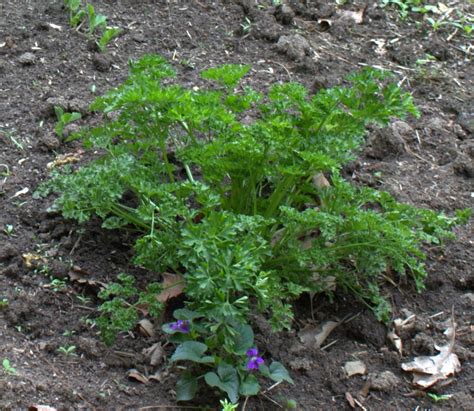 Parsley Herb Information – Use That Herb