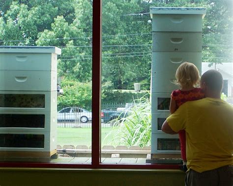 The Peace Bee Farmer Observation Bee Hives