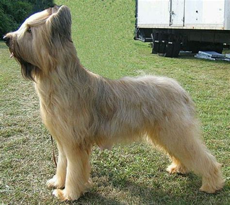 Briard Briard Dog Herding Dogs Herding Dogs Breeds